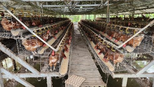 Dukung Ketahanan Pangan, PT Krakatau Steel Group dan PJT II Serahkan Bantuan Ayam Petelur di Batukuwung